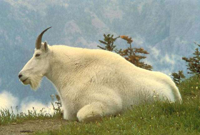 Sheep Goat